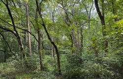 TRUNK LINE ROAD, HENDERSON, MD 21640