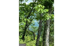 157 HWY, Menlo, GA 30731