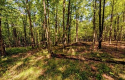 4.45 acres Allen, Iron River, MI 49935