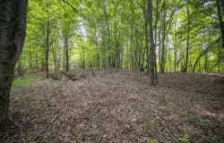 Covey Road, Beulah, MI 49617