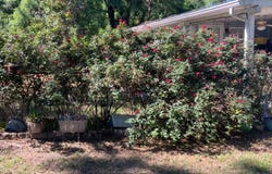 Live Oak, FL 32060