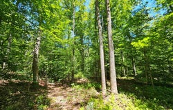15 Ac Manteo Rd, Buckingham, VA 23921