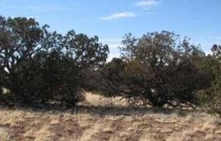 Tbd Chevelon Canyon Ranch lot 363, Heber, AZ 85928