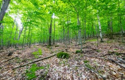 0 Moose Hill Way, Keene, NY 12942