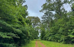 Private Road 7381, De Berry, TX 75639