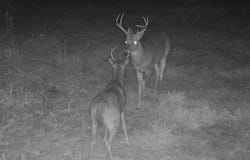 20.17 AC RAINBOW VALLEY TRAIL, Mammoth Spring, AR 72554