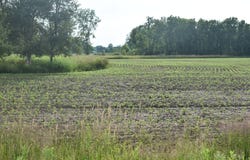 Dumke Lane, Abrams, WI 54101