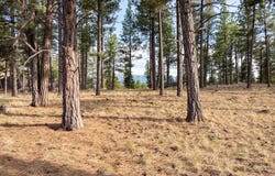 Leaning Tree Lane, Clancy, MT 59634