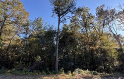 Charles Street lot: #1, Jackson, SC 29831