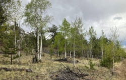 256 Bandana Road, Hartsel, CO 80449