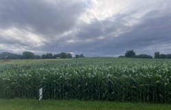 tbd 247TH Avenue, Cleveland, MN 56017