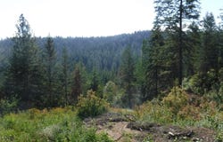 Lot 2 Moose Ridge Way, Loon Lake, WA 99148