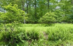 Lot 359 Panda Road, Dingmans Ferry, PA 18328