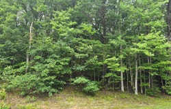 LOT #81 CASTLE DRIVE, MONTROSS, VA 22520