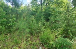 00 Hwy 195, Double Springs, AL 35553