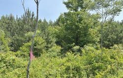 Lot 24 Buckhorn Church Road, Como, NC 27818