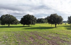 950 SW JORDAN STREET, Fort White, FL 32038