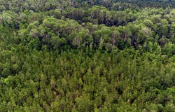 004  Brushy Hammock, Mayo, FL 32066