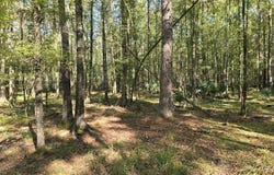 000 Dogtown Lane, Hazlehurst, MS 39083