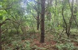 Tbd Hickory Hollow Ln, Copper Hill, VA 24079