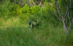 County Road 241, Three Rivers, TX 78071
