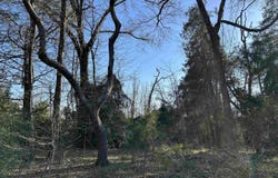 CR 3324, Pittsburg, TX 75686