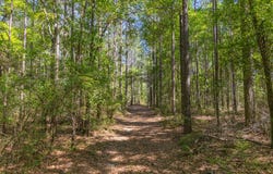 165+/- Acres Harrison Rd, Kinston, AL 36453