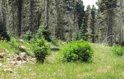 Lot 22 Hinz Drive, Angel Fire, NM 87710
