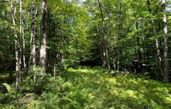 1.3 Farr Rd, Ohio, NY 13324