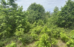 2203 E 38th Street, Idlewild, MI 49642