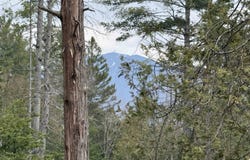 Wheelock Road, Sutton, VT 05867