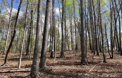 1600 Whitesides Road, Mill Spring, NC 28756