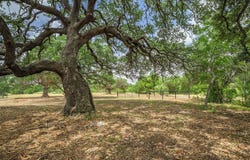 2200 Baca Loop, Flatonia, TX 78941
