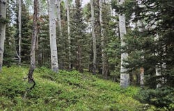 390 Rim Road, Cimarron, CO 81220