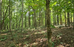 Lot 4 V Addington Road, Blairsville, GA 30512