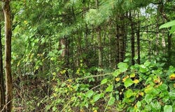 Barebridge Drive unit: 9, Burnsville, NC 28714