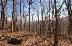 Lot 75 Black Gum Trail, Fancy Gap, VA 24328