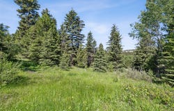 Smokey Mountain Drive, Anaconda, MT 59711