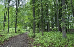 5220 Park Drive, Six Lakes, MI 48886