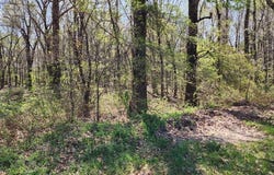 0 S County Road 268, Neelyville, MO 63954