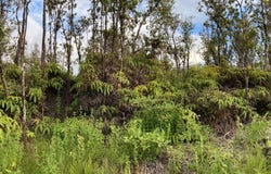 OHIALANI RD, Volcano, HI 96785
