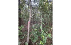 524 Boundary Loop Road NW lot: 252, Calabash, NC 28467