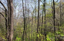 26 Lacy Fern Ridge, Sylva, NC 28779