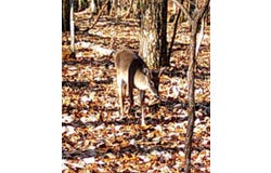 Tbd Southfork Road, Lincolnton, NC 28092