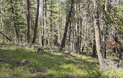581 Crest Drive, Cimarron, CO 81220