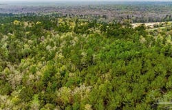 Morristown Rd lot: B, Jay, FL 32565