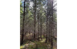Boiler Creek Rd, Springfield, OR 97478