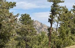 2835 Fox Acres Dr E, Red Feather Lakes, CO 80545