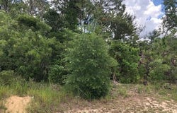 Amherst Avenue, Spring Hill, FL 34609