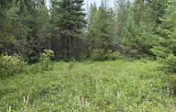 LOT 2 SPRINGDALE-HUNTERS RD, SPRINGDALE, WA 99173